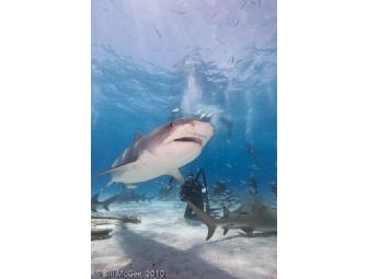 Lunch or Dinner with Fimmaker & Explorer Nancy McGee in Dallas, Texas