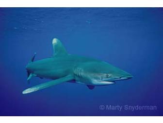 Lunch or Dinner with Marty Snyderman - Cinematographer - in San Diego, CA