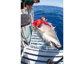 Lunch or Dinner with Dr. Neil Hammerschlag, Shark Scientist, in  Miami FL