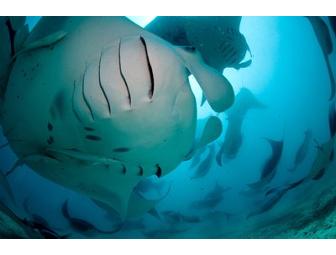 Lunch or Dinner with Michael Aw, publisher of Ocean Geographic, in Sydney, NSW, Australia