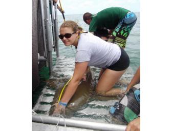 Lunch or Dinner with Sara Brenes, the Shark Whisperer, in  Coconut Creek, Florida