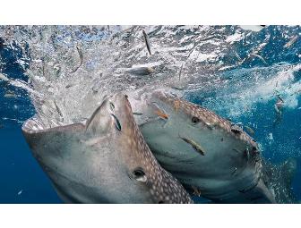 Lunch or Dinner with Michael Aw, publisher of Ocean Geographic, in Sydney, NSW, Australia