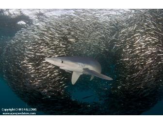 Lunch or Dinner with AIR JAWS' Chris & Monique Fallows  -  Simonstown, South Africa