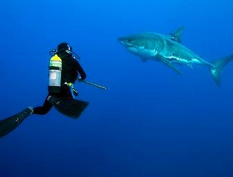 Lunch or Dinner with Mark Marks, Shark Biologist, in Newport, Oregon