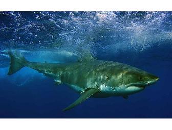 Lunch or Dinner with Mark Marks, Shark Biologist, in Newport, Oregon