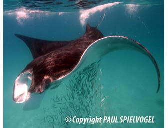 Lunch or Dinner with Paul Spielvogel in The Woodlands, TX