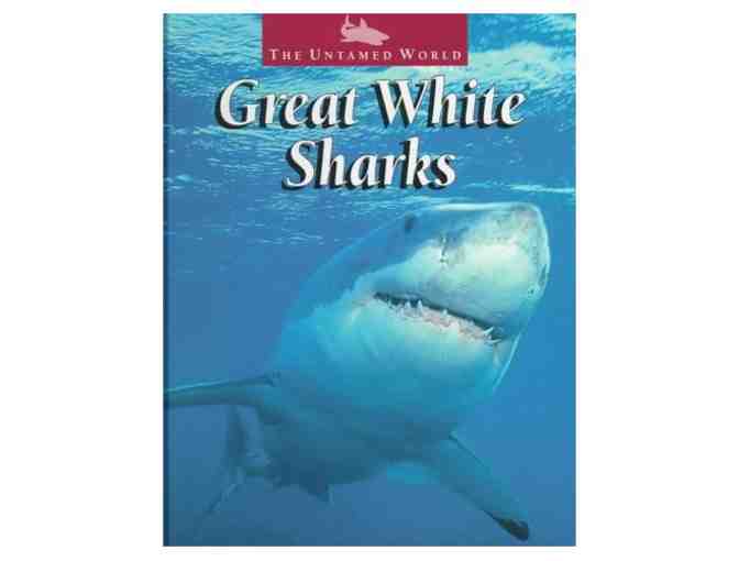 Lunch or Dinner with Marie Levine - International Shark Conservationist - in Princeton, NJ