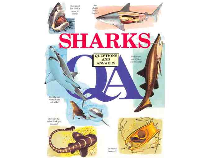 Lunch or Dinner with Marie Levine - International Shark Conservationist - in Princeton, NJ