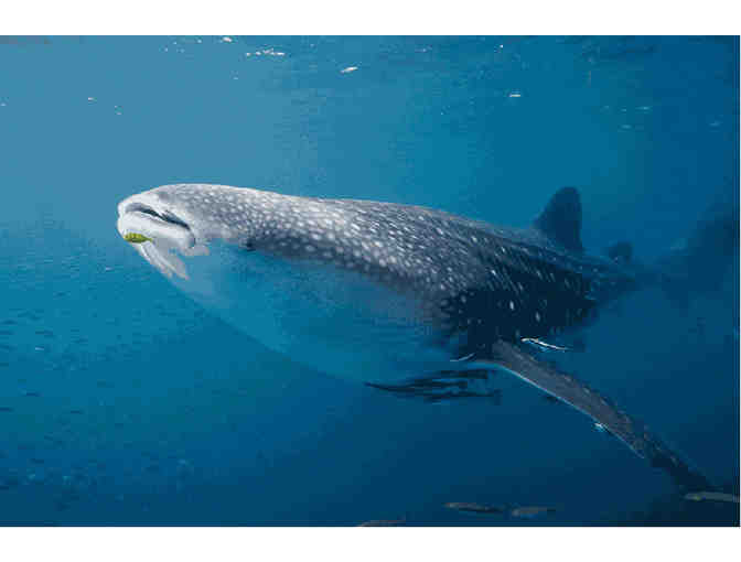 Lunch or Dinner with Matt Potenski, Photographer & Researcher, in New Brunswick, NJ