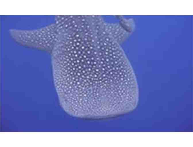 Lunch or dinner with whale shark researcher Steve Fox in Utila, Bay Islands, Honduras