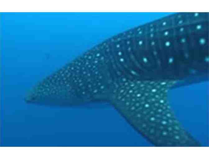 Lunch or dinner with whale shark researcher Steve Fox in Utila, Bay Islands, Honduras