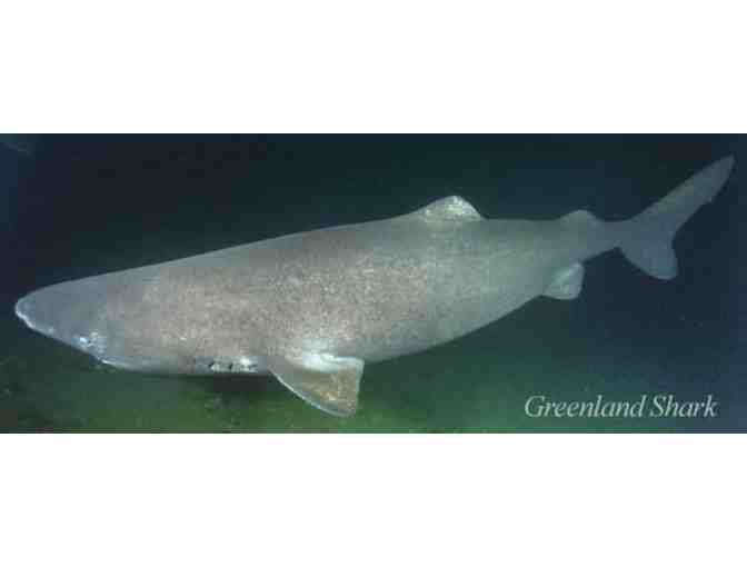 Lunch or Dinner with Greenland Shark researcher Jeffrey Gallant in Drummondville, Canada