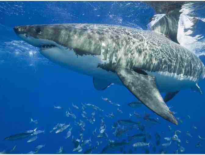 Lunch or Dinner with Michael Kazma, founder of Shark Chums, in San Diego, CA