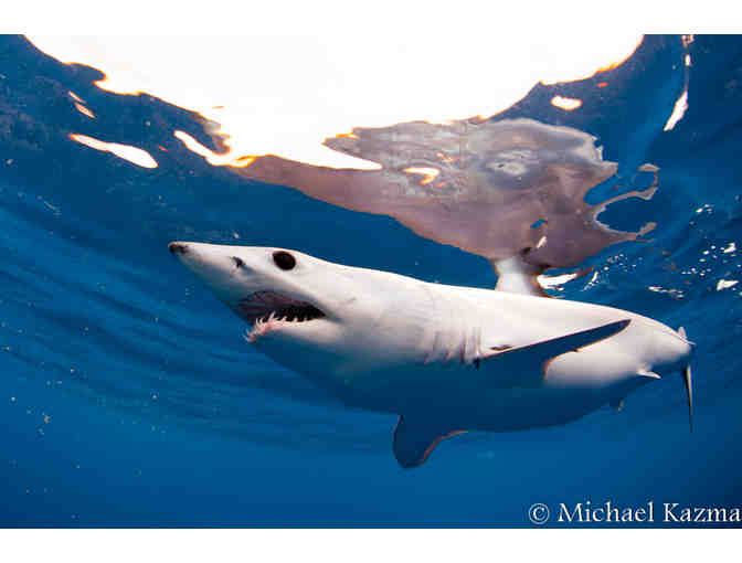 Lunch or Dinner with Michael Kazma, founder of Shark Chums, in San Diego, CA