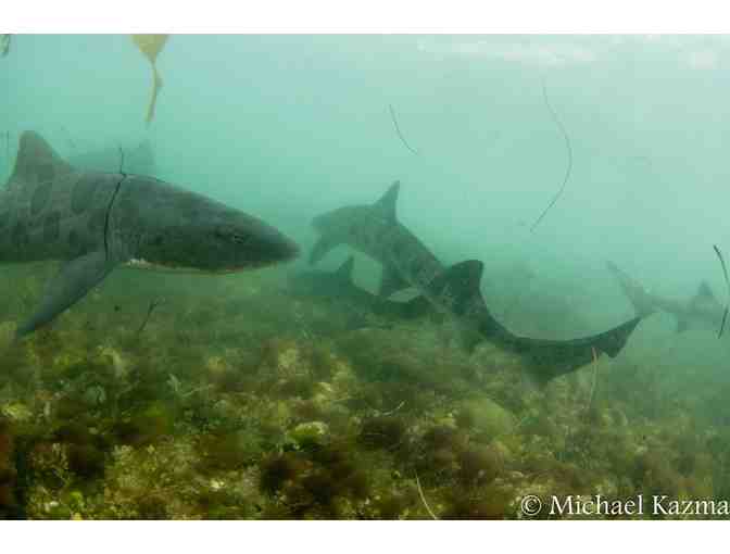 Lunch or Dinner with Michael Kazma, founder of Shark Chums, in San Diego, CA