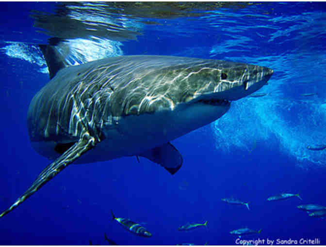 Lunch or Dinner with Sandra Critelli, Nature Photographer, in New York City