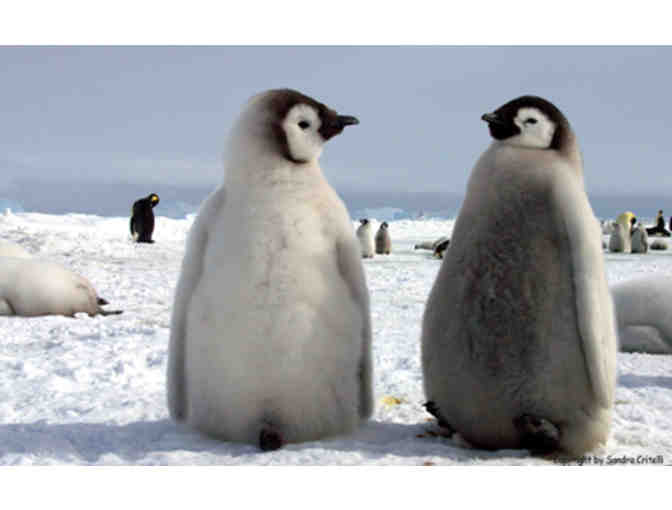 Lunch or Dinner with Sandra Critelli, Nature Photographer, in New York City