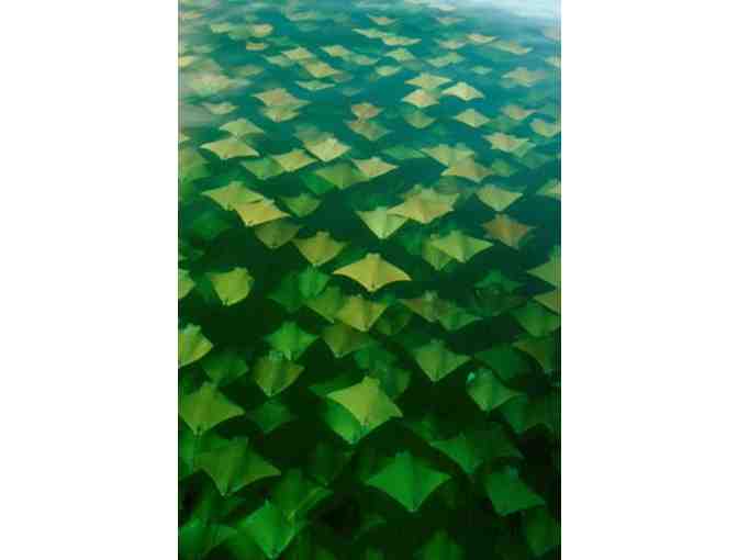 Lunch or Dinner with Sandra Critelli, Nature Photographer, in New York City