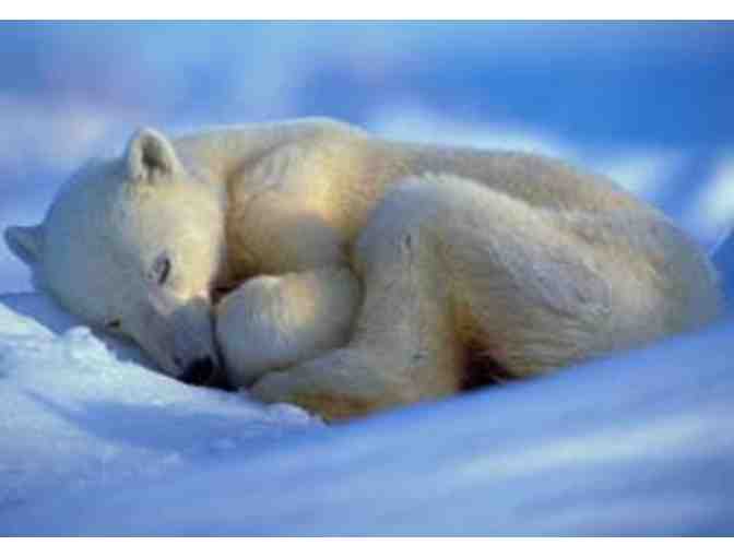 Lunch or Dinner with underwater photographer Amos Nachoum in Pacific Grove, CA