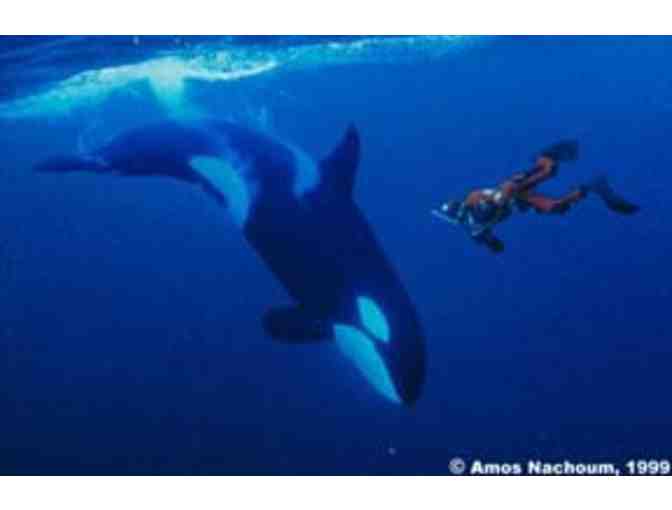 Lunch or Dinner with underwater photographer Amos Nachoum in Pacific Grove, CA
