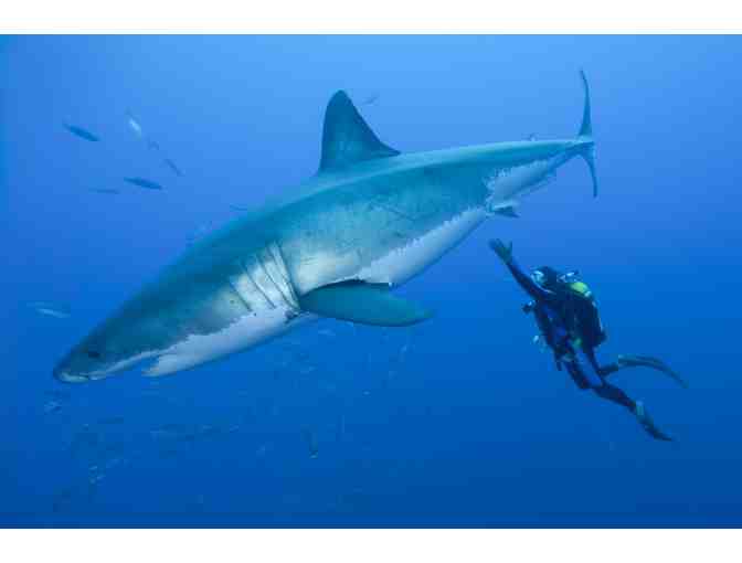 Lunch or Dinner with underwater photographer Amos Nachoum in Pacific Grove, CA