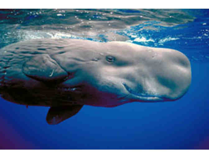 Lunch or Dinner with underwater photographer Amos Nachoum in Pacific Grove, CA