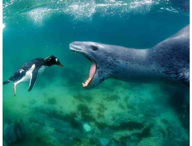 Lunch or Dinner with underwater photographer Amos Nachoum in Pacific Grove, CA