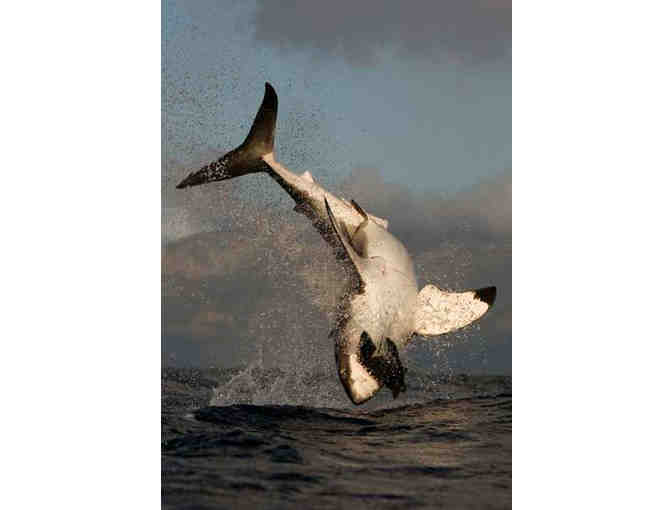 Meet Chris Fallows and Join him on the Boat to observe Great White Shark as they soar into