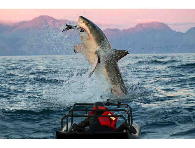 Meet Jeff Kurr - A creative force behind Discovery Channel's Shark Week!