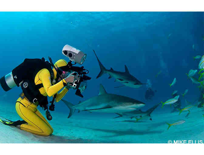 Meet Lesley Rochat - Filmmaker, Photographer, Shark and Marine Conservationist
