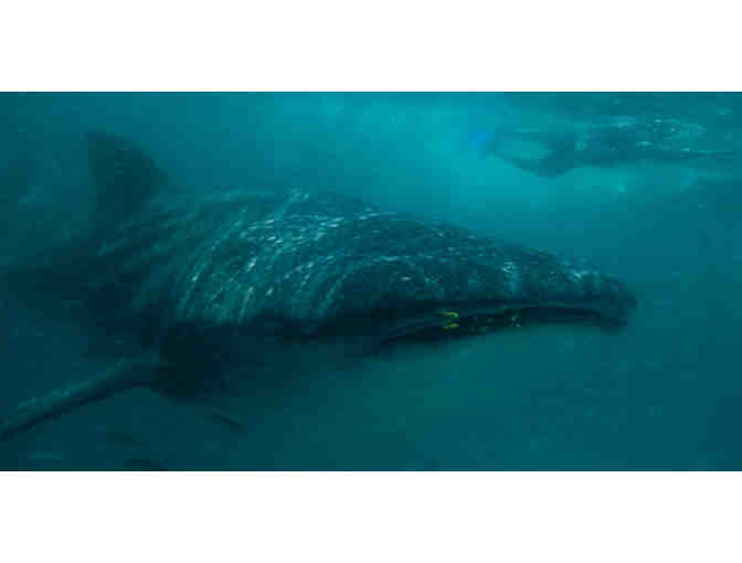 Lifetime Adoption of Kadar, a 7.5-metre whale shark - Photo 1