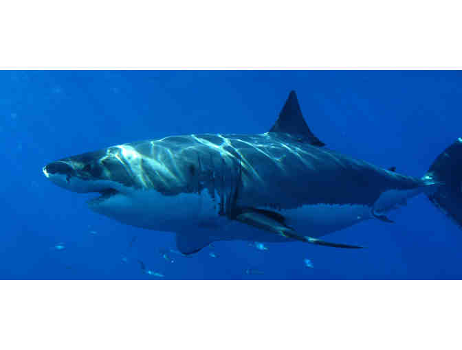 Lifetime Adoption of Mac, a male great white shark - Photo 1