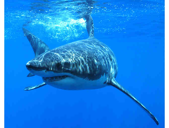 Lifetime Adoption of Lola, a female great white shark - Photo 1