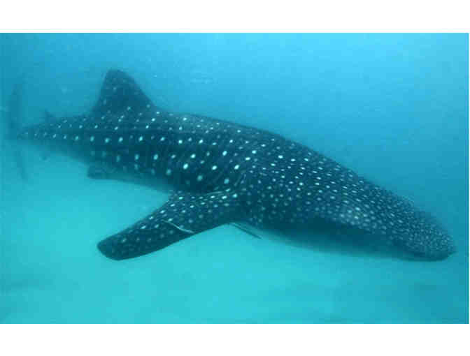 Lifetime Adoption of Johi - a 7-metre whale shark - Photo 1