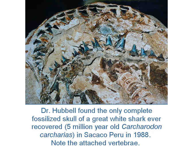 Meet Dr. Gordon Hubbell - All you ever wanted to know about Fossil Sharks