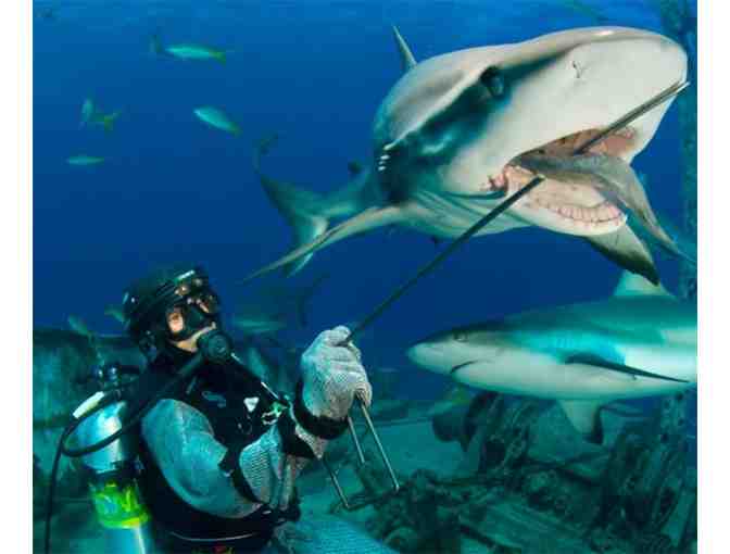 Meet Stuart Cove who brought Hollywood to Sharks in the Bahamas