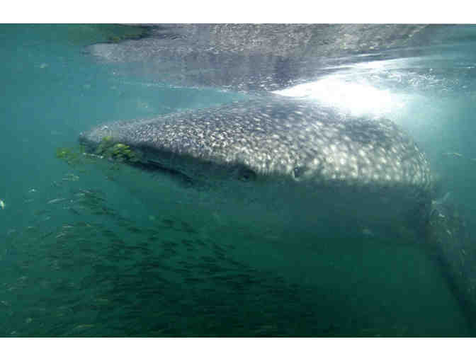 Lifetime adoption of Curly, a 6-metre male whale shark - Photo 1