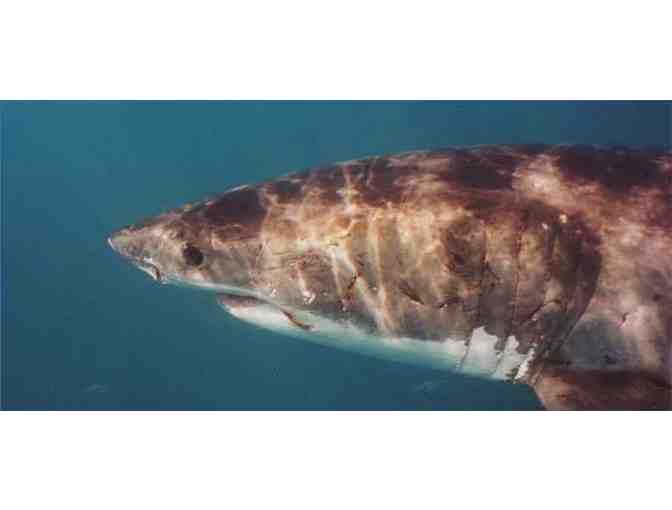 Meet Dean Fessler - Shark Expert - Lawrenceville, NJ or Philadelphia - Photo 5