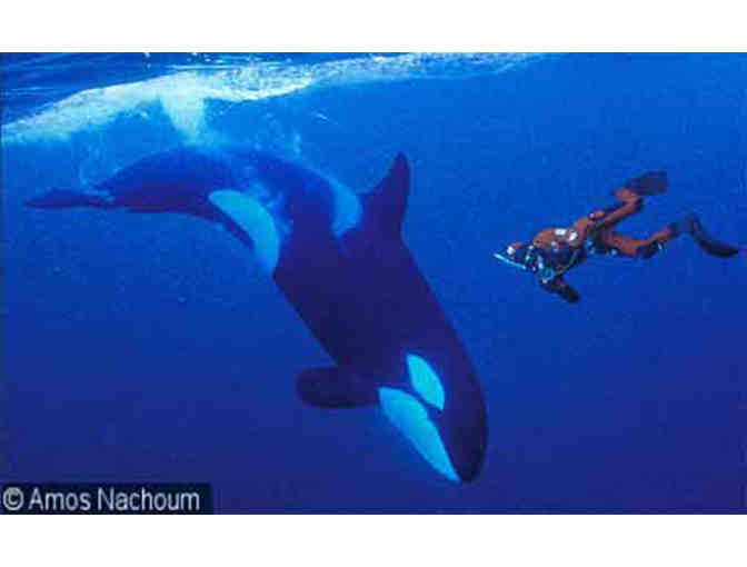 Meet Amos Nachoum in Pacific Grove, CA. He swims with Polar Bears, would you?