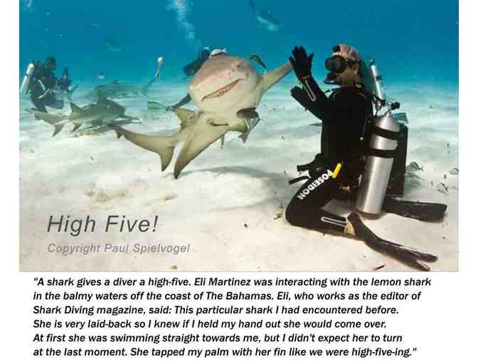 Meet Paul Spielvogel  -  Shark Photographer and Conservationist - in The Woodlands, TX