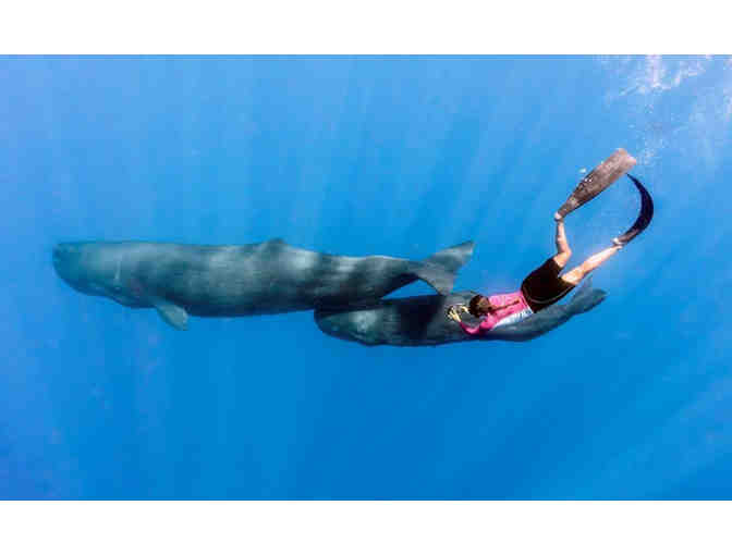 Meet world-renowned underwater photographer Amanda Cotton.