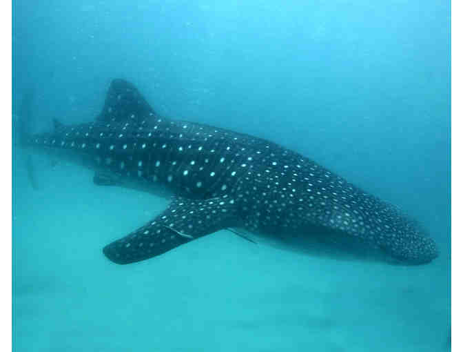 Lifetime Adoption of Johi, a 7-metre [23-foot] male whale shark tagged off East Africa - Photo 1