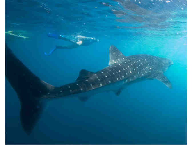 Lifetime Adoption of Lewis, a 6-metre male whale shark tagged off East Africa - Photo 1