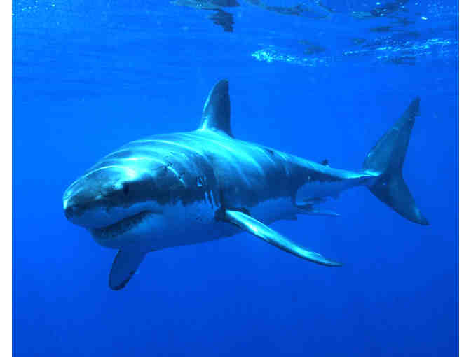 Lifetime adoption of David, a male great white shark cataloged off Mexico - Photo 1
