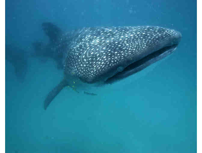Lifetime adoption of Christopher, a 5.5-metre [18.5'] male whale shark tagged off Africa - Photo 1