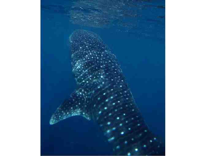 Meet Dr. Jennifer Schmidt, Whale shark Scientist and Expedition Leader, in Houston, TX