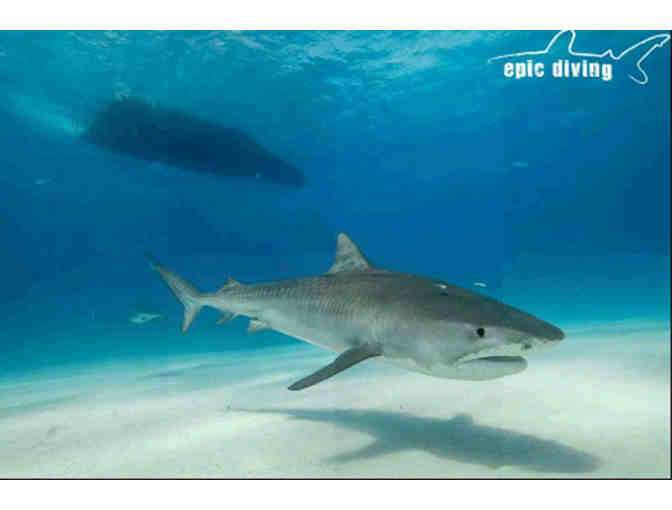 DIVE TIGER BEACH with EPIC DIVING!