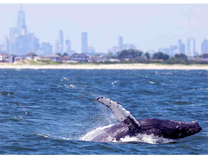 Whales, dolphins, and seals.... Oh my!