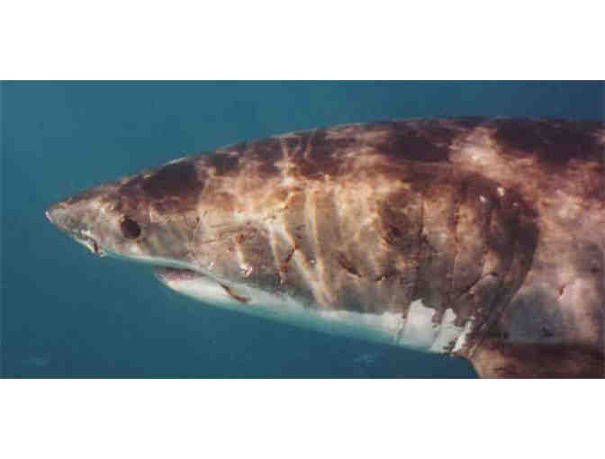 Meet Dean Fessler (aka THE Shark Man), for lunch or dinner in NJ or Philadelphia