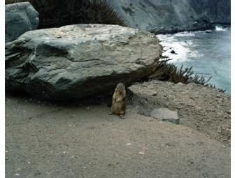 Ed Panar, 4 photos from 'Animals That Saw Me,' 2012 with 2 artist books